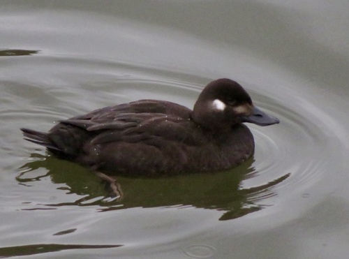 Velvet Scoter