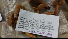 Lactarius luculentus