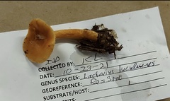 Lactarius luculentus