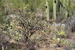 Cylindropuntia thurberi