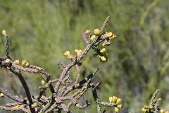 Cylindropuntia thurberi
