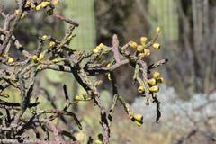 Cylindropuntia thurberi
