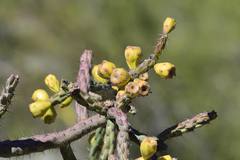 Cylindropuntia thurberi