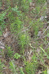 Carex reniformis