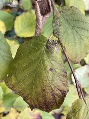 Stigmella floslactella