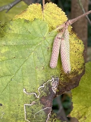 Stigmella floslactella