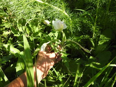 Oenothera centaurifolia