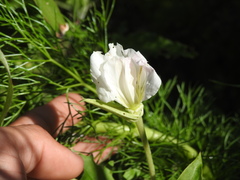 Oenothera centaurifolia