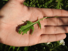 Oenothera centaurifolia