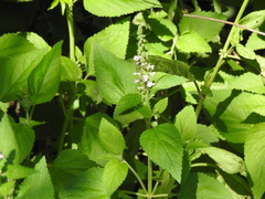 Teucrium vesicarium