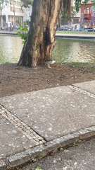 Nycticorax nycticorax