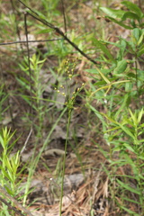 Juncus dichotomus