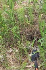 Juncus dichotomus