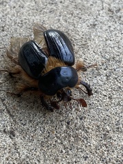 Pleocoma dubitabilis