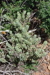 Crassula mesembryanthoides