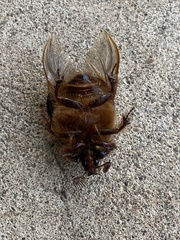 Pleocoma dubitabilis