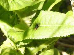 Pterotaenia fasciata