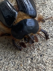 Pleocoma dubitabilis