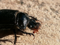 Ceratophyus hoffmannseggi