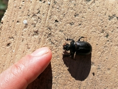 Ceratophyus hoffmannseggi