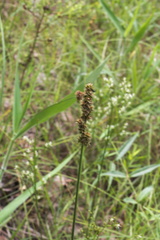 Carex triangularis