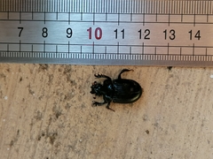 Ceratophyus hoffmannseggi