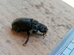 Ceratophyus hoffmannseggi