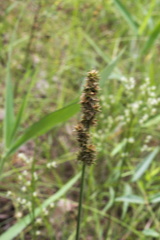 Carex triangularis