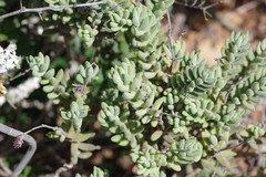 Crassula mesembryanthoides