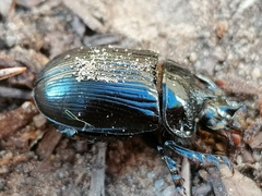 Ceratophyus hoffmannseggi