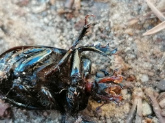 Ceratophyus hoffmannseggi