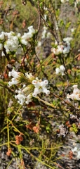 Erica denticulata