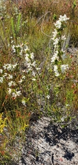 Erica denticulata