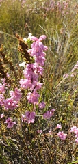 Erica chlamydiflora