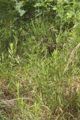 Dichanthelium microcarpon