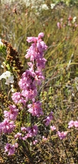 Erica chlamydiflora