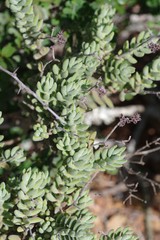 Crassula mesembryanthoides