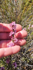 Erica chlamydiflora