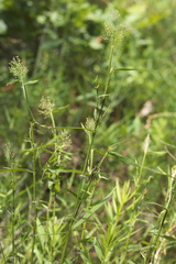 Dichanthelium microcarpon