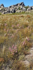 Erica chlamydiflora