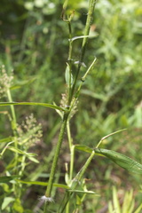 Dichanthelium microcarpon