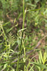 Dichanthelium microcarpon
