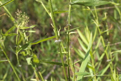 Dichanthelium microcarpon