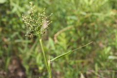 Dichanthelium microcarpon