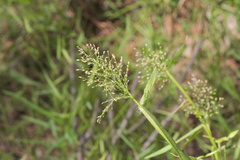 Dichanthelium microcarpon