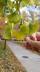 Ginkgo biloba