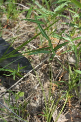 Carex complanata