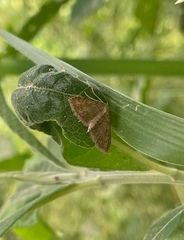 Lepidoptera