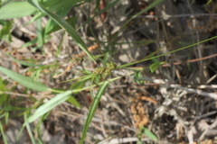 Carex complanata