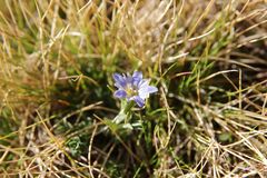 Gentiana boryi